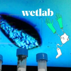             Wetlab 